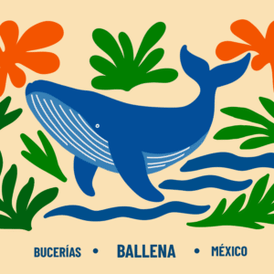 Postal Ballena